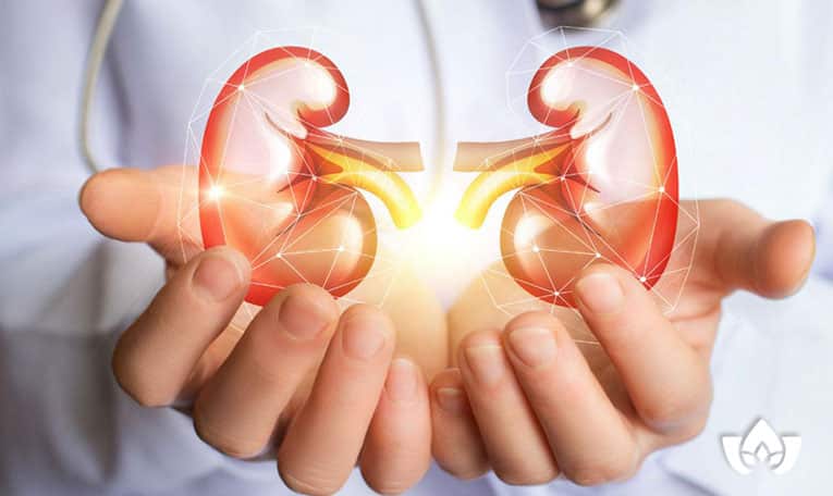 healthy kidneys and what you need to know | Mindful Healing | Mississauga Naturopathic Doctor