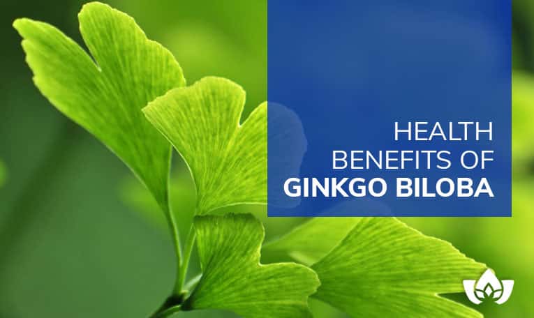 Ginkgo Biloba: Risks and Benefits