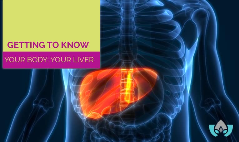 Getting To Know Your Body: Your Liver | Mindful Healing | Naturopathic Doctor Mississauga