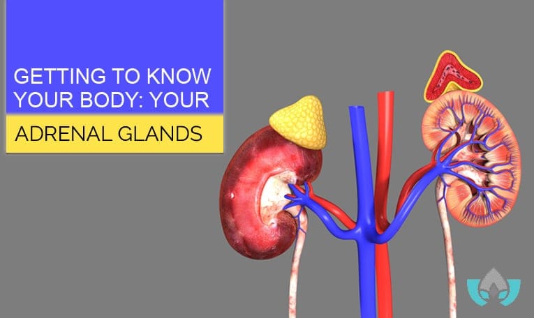 Getting To Know Your Body: Your Adrenal Glands | Mindful Healing Clinic Dr. Maria Cavallazzi Naturopathic Doctor In Mississauga Streetsville Clinic